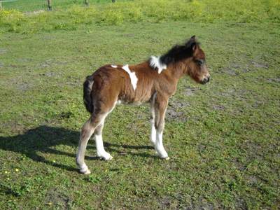 Finlay